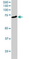 Anti-ELMO3 Goat Polyclonal Antibody