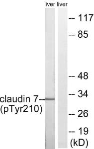 Anti-Claudin 7 Rabbit Polyclonal Antibody