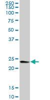 Anti-RALB Mouse Polyclonal Antibody