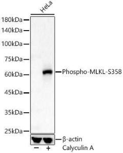 Antibody A308391-100 100 µl