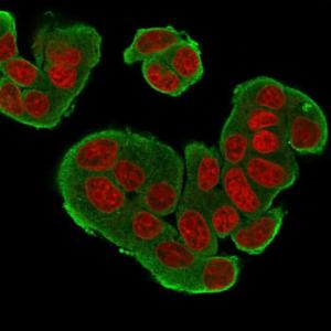 Immunofluorescent analysis of MCF-7 cells stained with Anti-HER4 Antibody [HFR-1] followed by Goat Anti-Mouse IgG (CF and #174; 488) (Green). The nuclear counterstain is RedDot (Red)