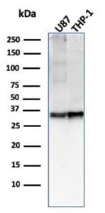 Western blot analysis of U87 and THP-1 cell lysates using Anti-CD47 Antibody [CD47/2937]