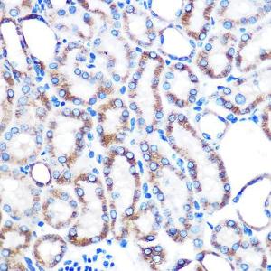 Immunohistochemistry analysis of paraffin-embedded mouse kidney using Anti-Lumican Antibody [ARC0637] (A80621) at a dilution of 1:100 (40x lens) Perform microwave antigen retrieval with 10 mM PBS buffer pH 72 before commencing with IHC staining protocol