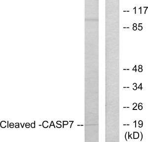 Western blot analysis of lysates from Jurkat cells, treated with Etoposide 25uM 24h using Anti-Caspase 7 (cleaved Asp198) Antibody. The right hand lane represents a negative control, where the antibody is blocked by the immunising peptide