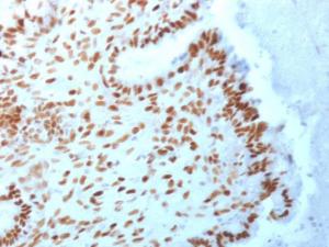 Anti-TLE1 Mouse Monoclonal Antibody [clone: TLE1/2062]