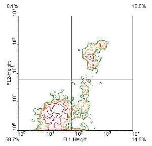 Anti-ITGAM Rat Monoclonal Antibody (PE (Phycoerythrin)/Cy7® ) [clone: M1/70]