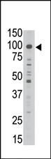 Anti-MAGED1 Rabbit Polyclonal Antibody