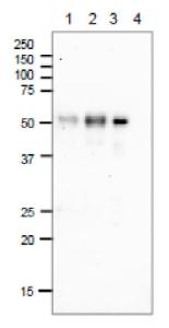 Anti-DNA Photolyase Antibody