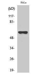 Western blot analysis of various cells using Anti-Cytochrome P450 27A1 Antibody