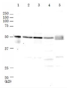 Anti-Rad52 Antibody