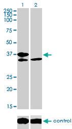 Anti-TCF19 Mouse Monoclonal Antibody [clone: 6D8]