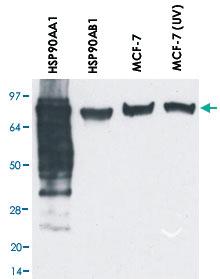 Anti-HSP90AA1/HSP90AB1 Mouse Monoclonal Antibody [clone: MBH90AB]