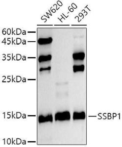 Anti-SSBP1 Rabbit Polyclonal Antibody