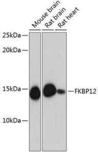 Anti-FKBP12 Rabbit Monoclonal Antibody [clone: ARC0654]