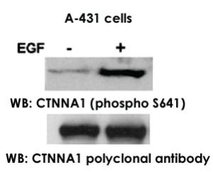 Anti-CTNNA1 Rabbit Polyclonal Antibody