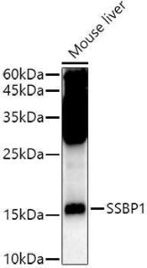 Anti-SSBP1 Rabbit Polyclonal Antibody