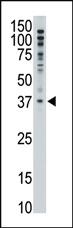 Anti-MAGEF1 Rabbit Polyclonal Antibody