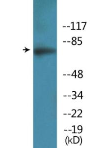 Western blot analysis of lysates from HepG2 cells treated with EGF 200 ng/ml 30' using Anti-Artemis (phospho Ser516) Antibody