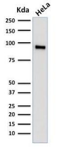 Anti-TLE1 Mouse Monoclonal Antibody [clone: TLE1/2062]