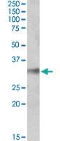 Anti-NEK7 Goat Polyclonal Antibody