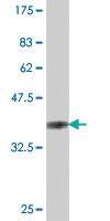 Anti-TSSK3 Mouse Polyclonal Antibody