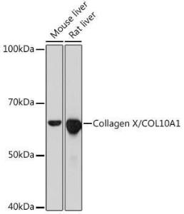 Antibody A80628-100 100 µl