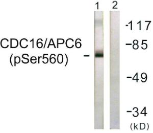 Western blot analysis of lysates from HUVEC cells using Anti-CDC16 (phospho Ser560) Antibody. The right hand lane represents a negative control, where the antibody is blocked by the immunising peptide.