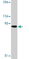 Anti-TLR1 Rabbit Polyclonal Antibody