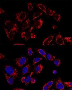 Anti-SSBP1 Rabbit Polyclonal Antibody