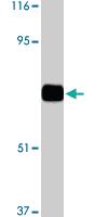 Anti-TLR10 Rabbit Polyclonal Antibody