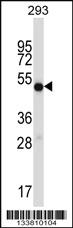 Anti-IMPDH1 Rabbit Polyclonal Antibody