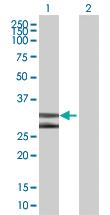 Anti-DNALI1 Mouse Polyclonal Antibody