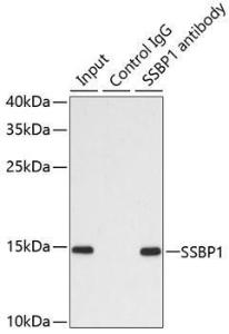 Anti-SSBP1 Rabbit Polyclonal Antibody