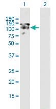 Anti-MAP1S Mouse Polyclonal Antibody