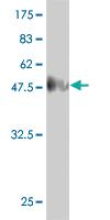 Anti-TSSK3 Mouse Monoclonal Antibody [clone: 3G8]