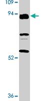 Anti-TLR3 Rabbit Polyclonal Antibody