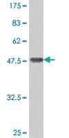 Anti-PON2 Mouse Polyclonal Antibody