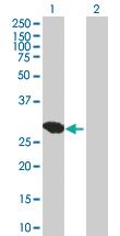 Anti-DNALI1 Mouse Polyclonal Antibody