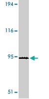 Anti-TLR4 Rabbit Polyclonal Antibody