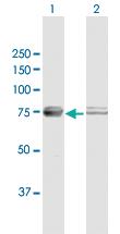 Anti-ATAD3A Mouse Polyclonal Antibody