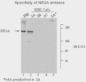 Anti-GRIN2A Rabbit Polyclonal Antibody