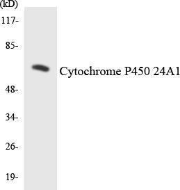 Western blot analysis of the lysates from HepG2 cells using Anti-Cytochrome P450 24A1 Antibody