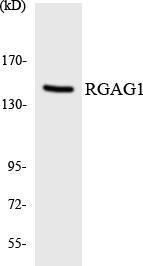 Western blot analysis of the lysates from HT 29 cells using Anti-RGAG1 Antibody