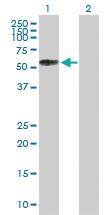 Anti-SELL Mouse Polyclonal Antibody