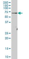 Anti-ATAD3A Mouse Polyclonal Antibody