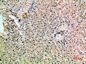 Immunohistochemical analysis of paraffin-embedded human liver using Anti-MSR1 Antibody