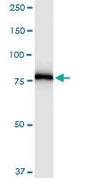 Anti-PNPT1 Rabbit Polyclonal Antibody