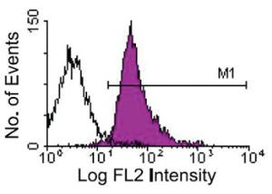 Anti-ITGB2 Rat Monoclonal Antibody (Biotin) [clone: C71/16]