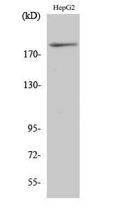 Western blot analysis of various cells using Anti-IRS-1 (phospho Ser312) Antibody