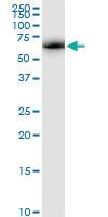 Anti-ATAD3A Rabbit Polyclonal Antibody